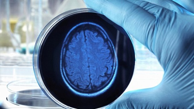 Ученые выращивают человеческий мозг в лаборатории