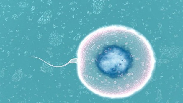 Ученые сформулировали уравнение для «идеальной спермы»