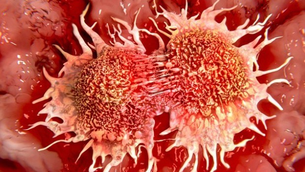 Ускорение деления раковых клеток помогает уничтожить опухоль