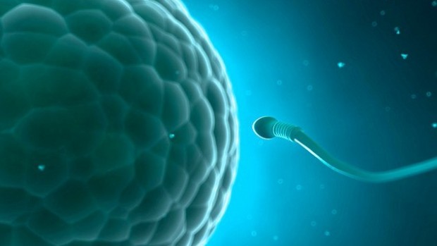 Отсутствие мяса в рационе негативно влияет на сперму потомства