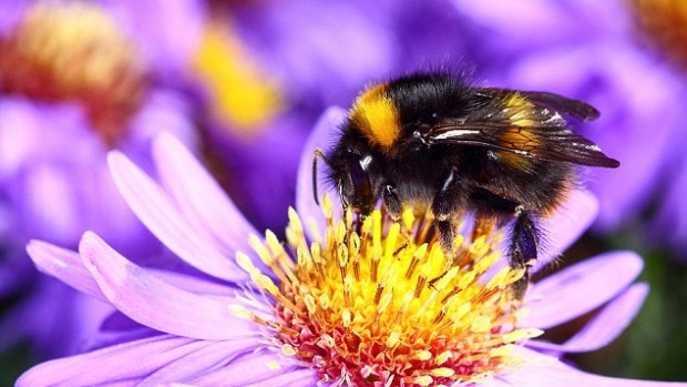 Пчелиный яд может облегчить симптомы артрита