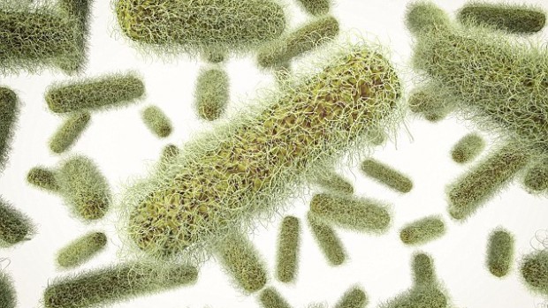 Бактерии Salmonella могут уничтожать рак