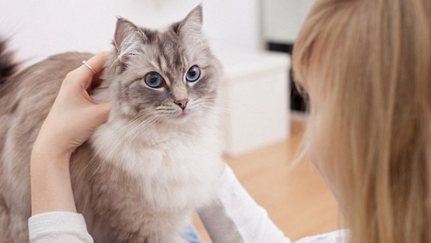 Выраженные симптомы ПМС могут быть связаны с наличием дома кошки