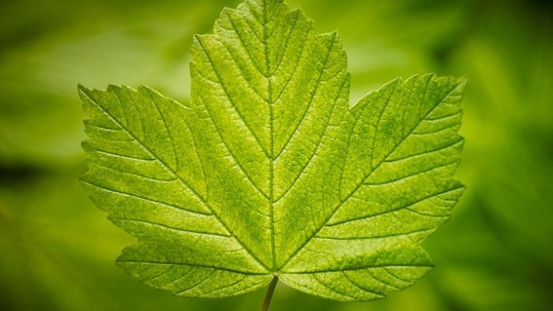 Искусственные листья позволят ученым производить лекарства