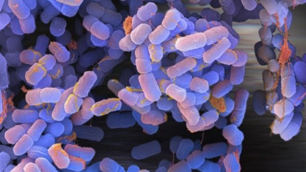 Ученые создали модифицированные бактерии из синтетической ДНК