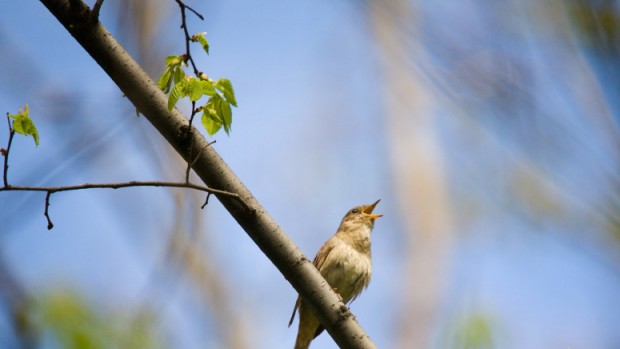 Пение птиц помогает победить депрессию и стресс