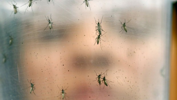 Комары, переносящие вирус Зика, могут быстро адаптироваться к изменениям окружающей среды