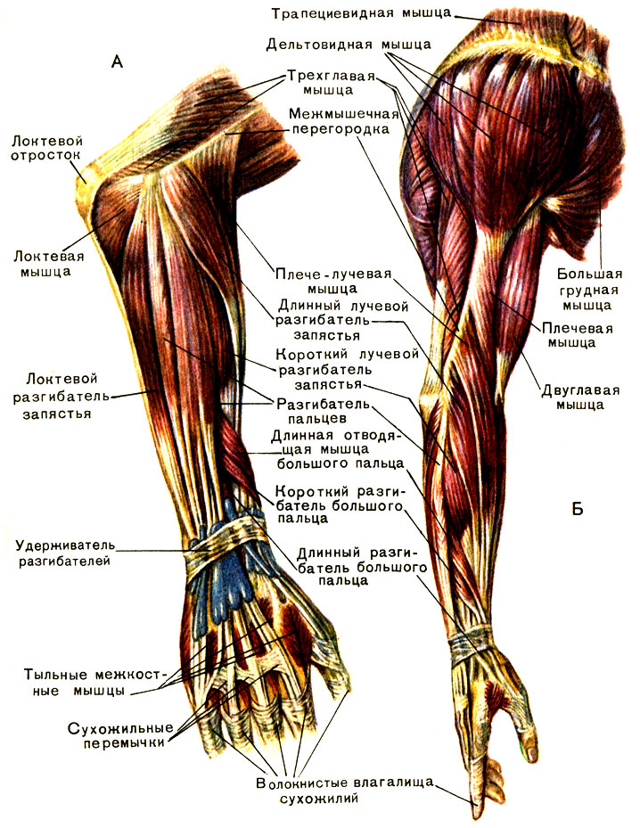 Эпикондилит плеча (плечевого сустава)