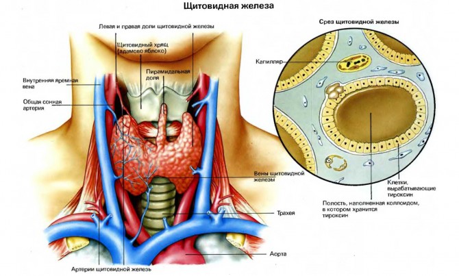 Аденома щитовидной железы