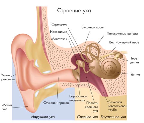 Причины и симптомы шума в ушах