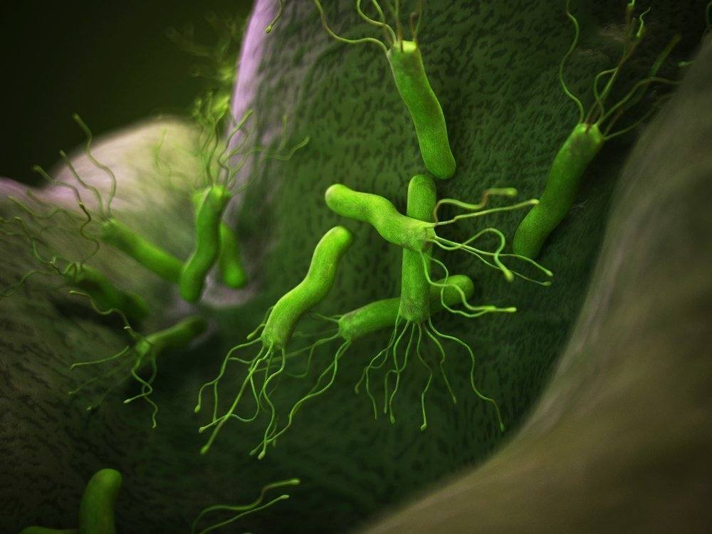 Чем опасна бактерия хеликобактер ?