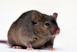 Ученым удалось замедлить процесс старения у мышей