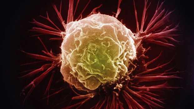 Иммунные клетки обновляются 6 раз в течение всей жизни человека