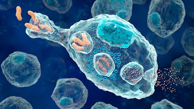 Самонаводящиеся клетки помогают лечить рак