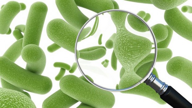 Ученые объяснили, почему обычные бактерии становятся смертоносными
