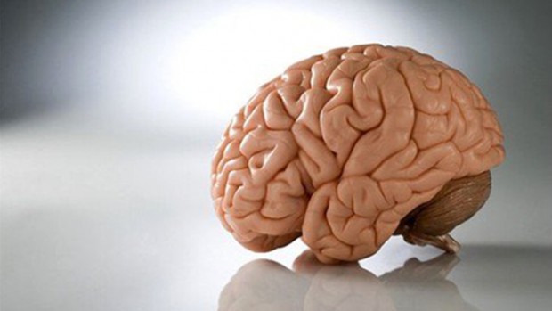 Врачи создали механизм, защищающий мозг человека от травм