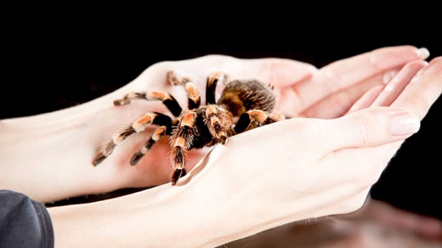 Гормональная терапия помогает лечить боязнь пауков
